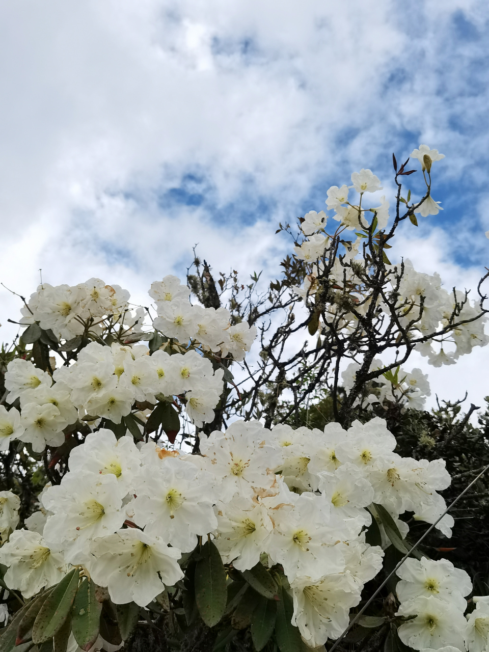 大白杜鹃:杜鹃花科杜鹃花属的常绿灌木. 花期4-6月;果期9-10月.