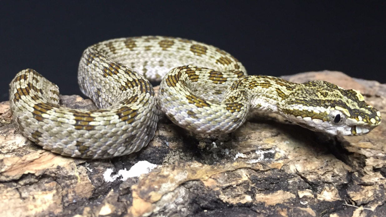 分布于山西的四大毒蛇,你见过吗?被咬伤后,又会怎么样呢?