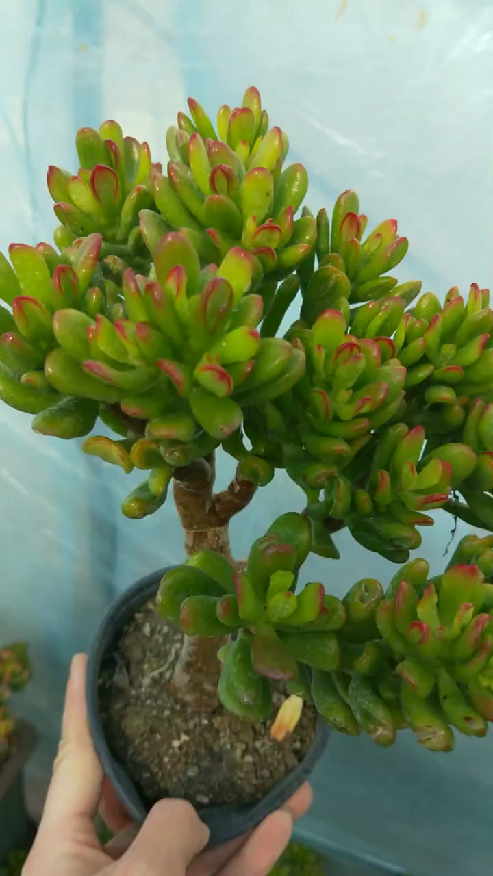 招财猫盆栽花卉