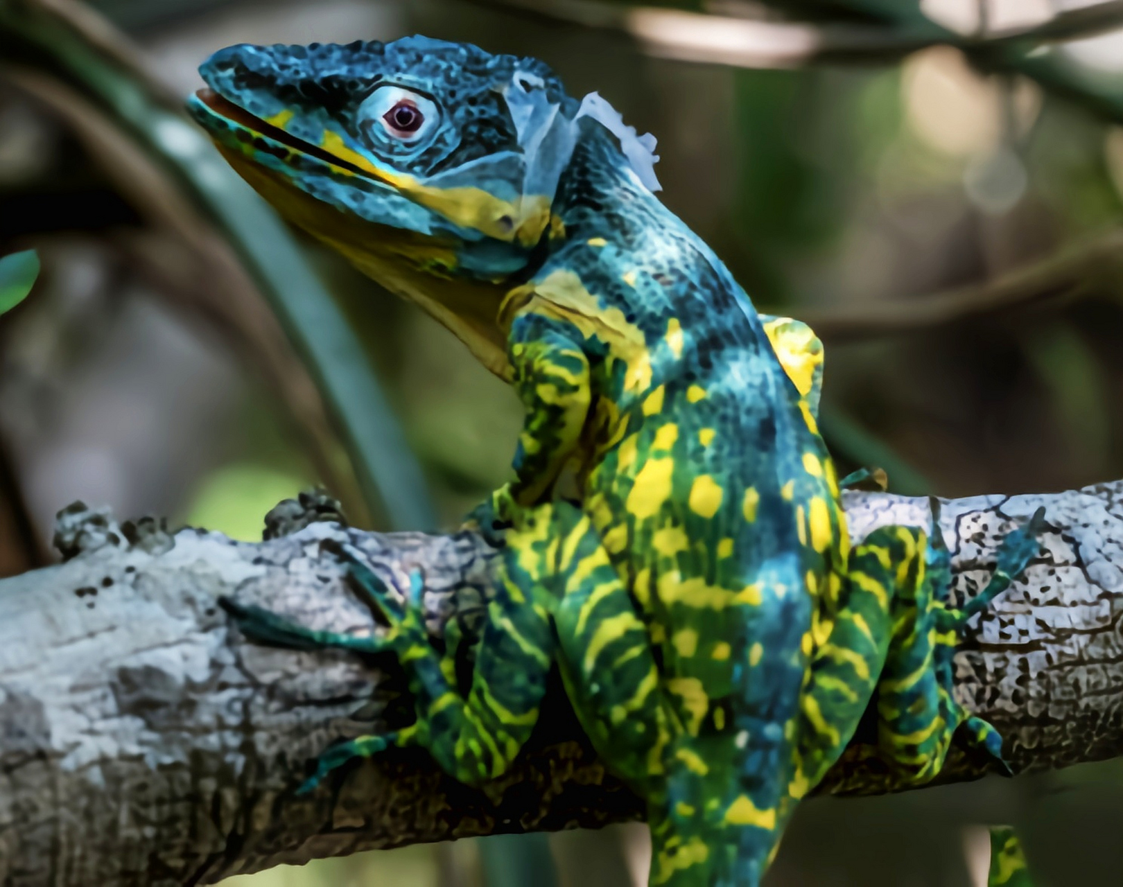 每天认识一种动物——古巴变色蜥 古巴变色蜥别名大安蜥,古巴骑士安乐