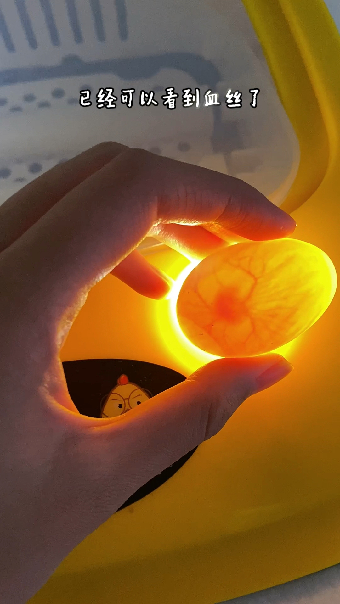 我终于得到鸽子蛋了终于要有自己的小鸽子啦