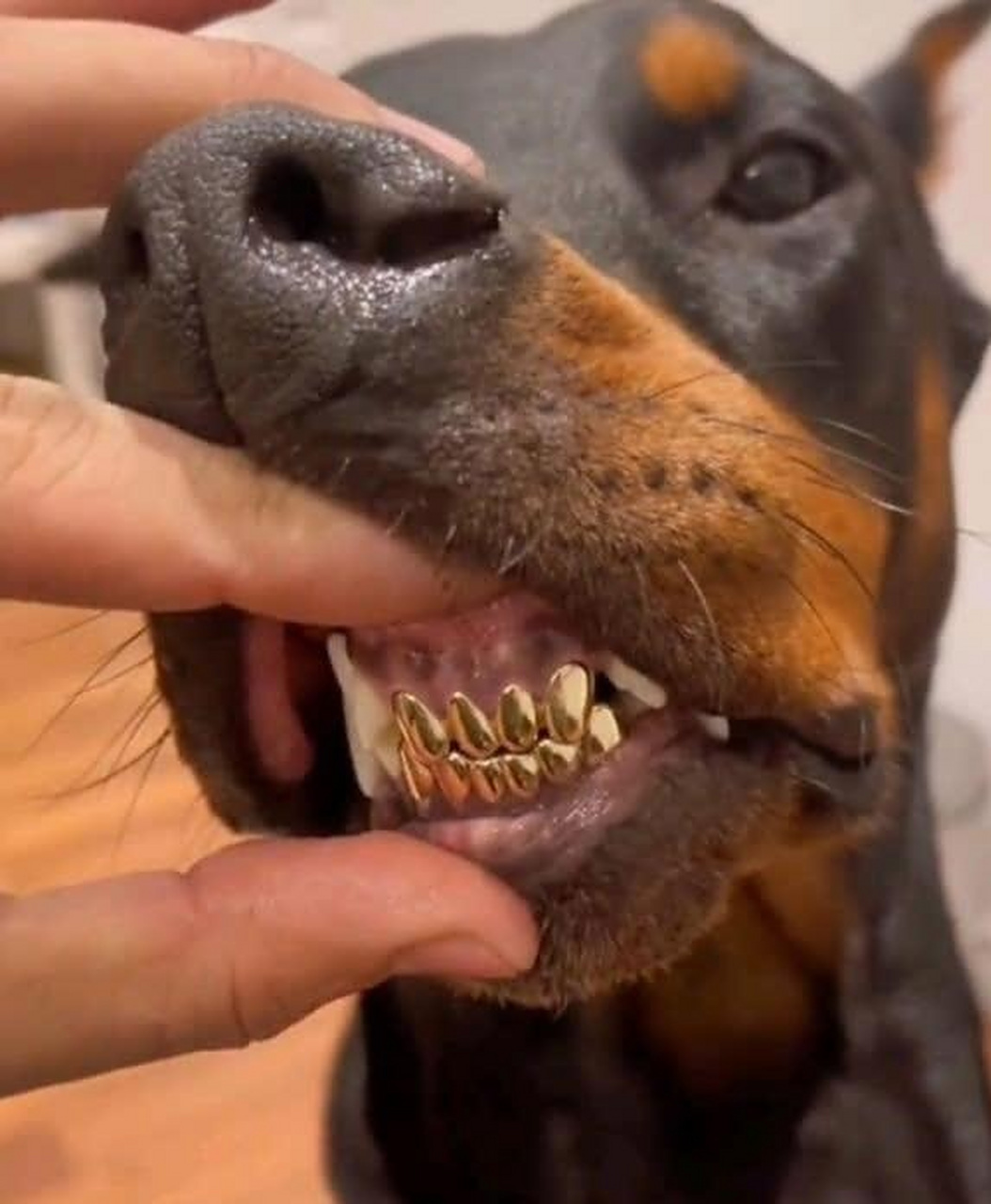 狗都镶金牙了,叫我们人类情何以堪