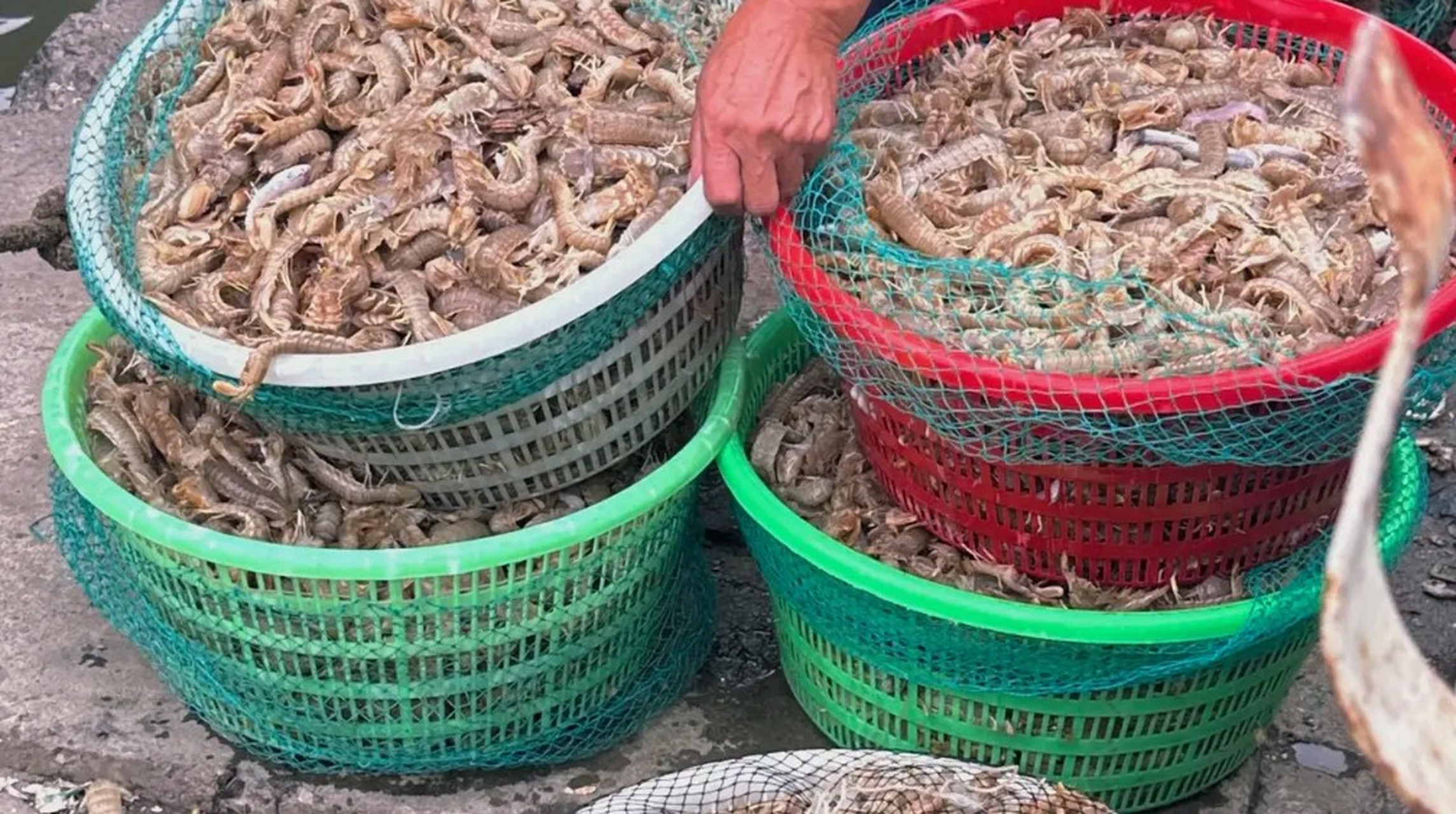 都说天津海鲜便宜,今天中午时分到达北塘码头,赶一次休渔期结束后的