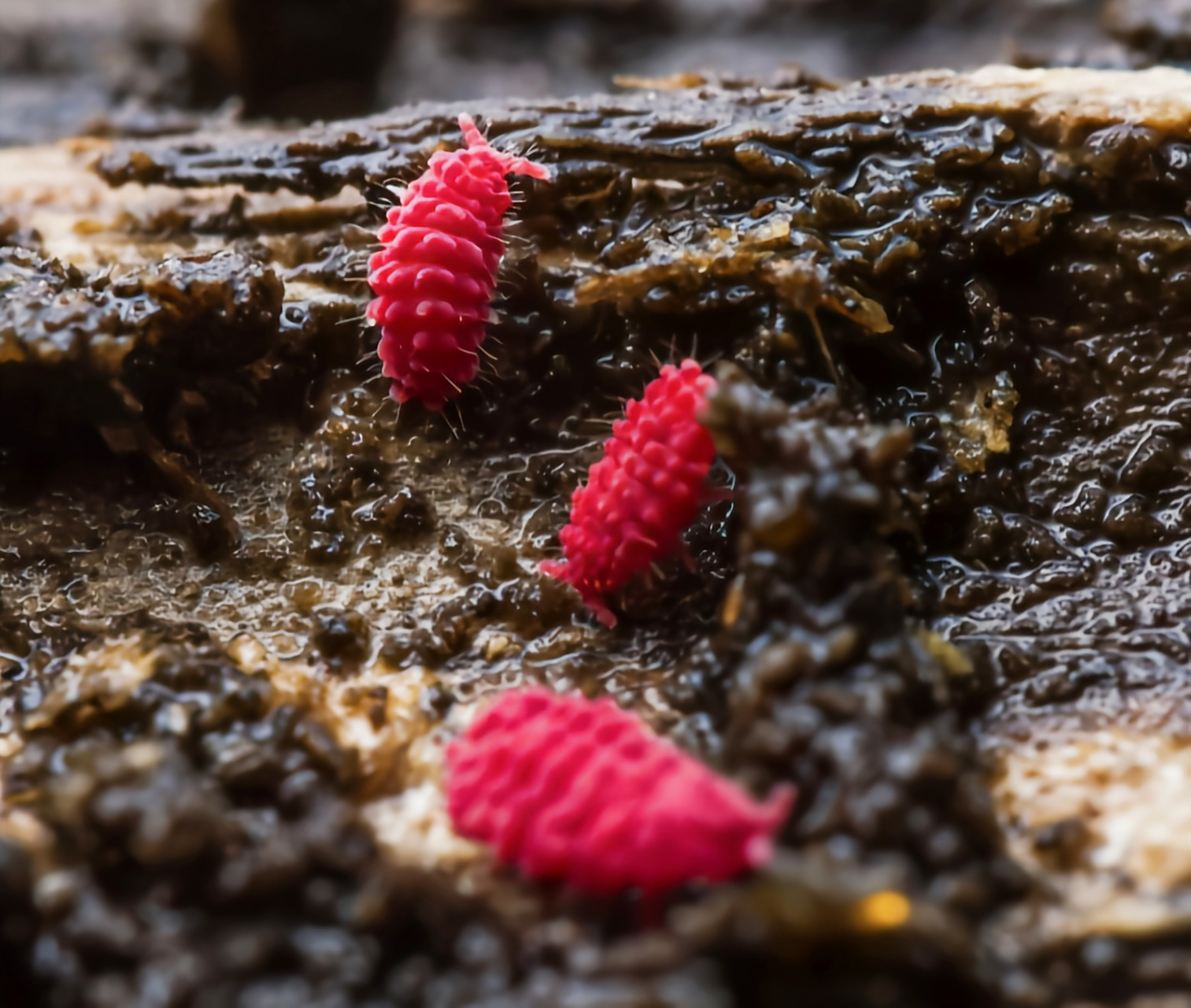 每天认识一种昆虫——疣跳虫 疣跳虫是弹尾目,疣跳虫科昆虫,广泛分布