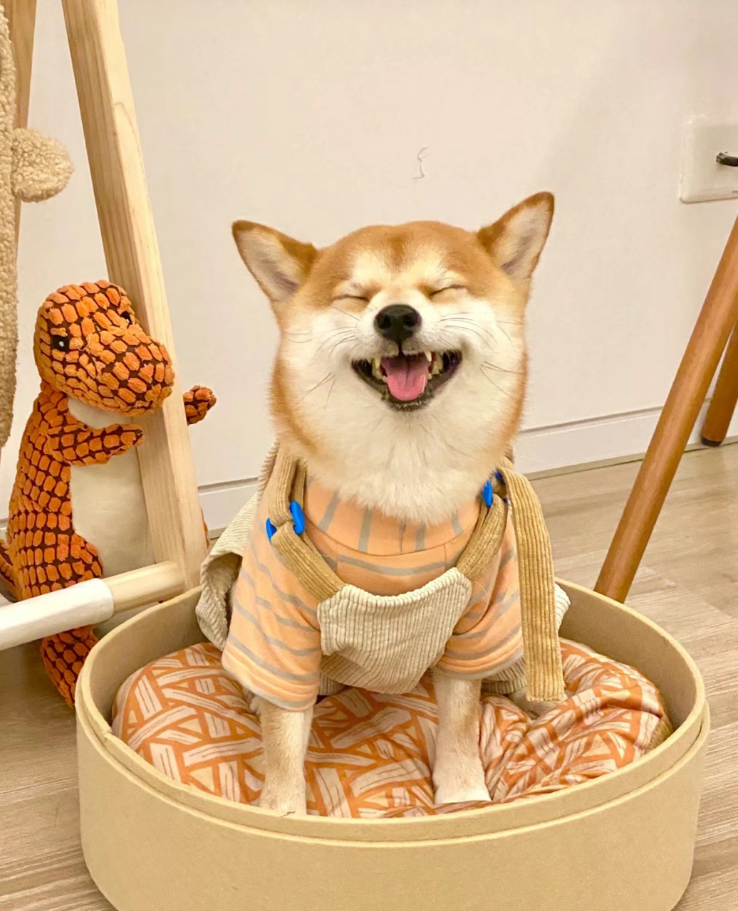 今日份笑脸共享 一起来共享这份微笑吧.嘿嘿!#狗狗