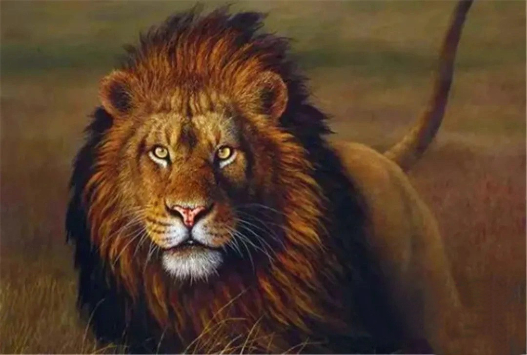狮子对视图片壁纸图片