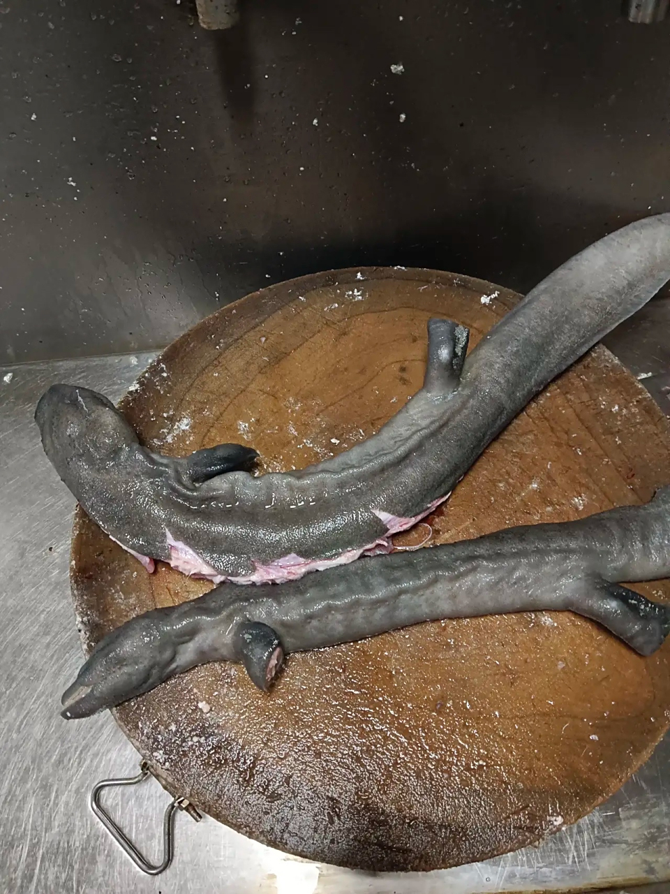 以后真的不想干杀鱼这个行业了,今天宰杀娃娃鱼的时候给我感触颇深.