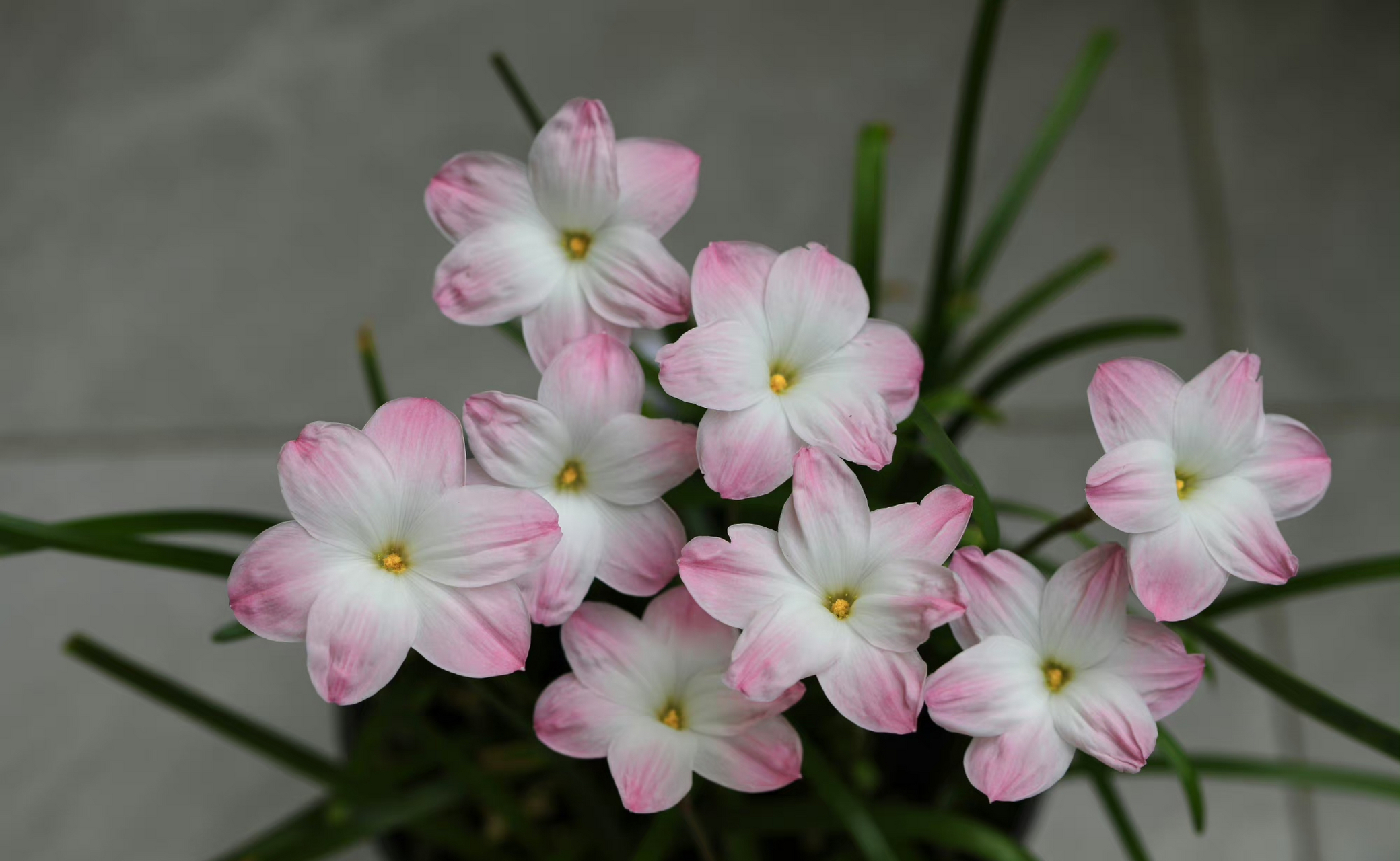 早鲜花风雨兰胖丽丽 ,时光仓促,时光也缓慢.
