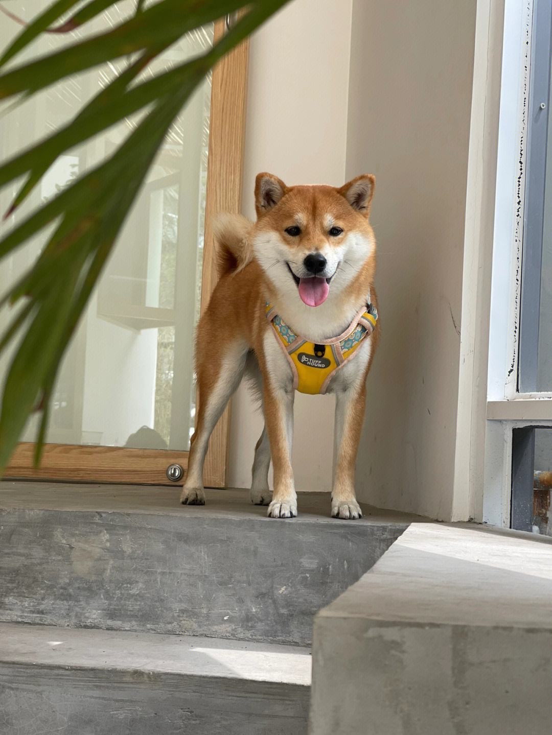 柴犬柴犬是日本国宝级的犬种之一