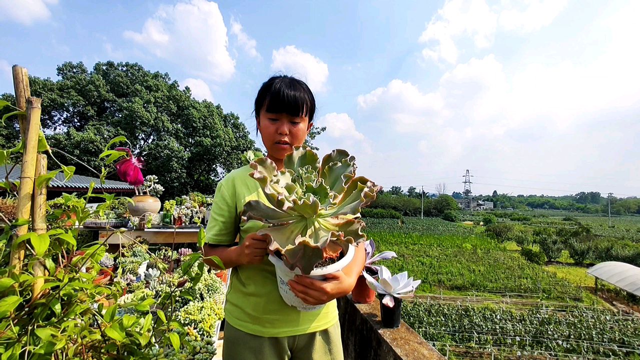 多肉晚霞、晚霞之舞、广寒宫、高沙之翁在高温天下露养状态如何呢