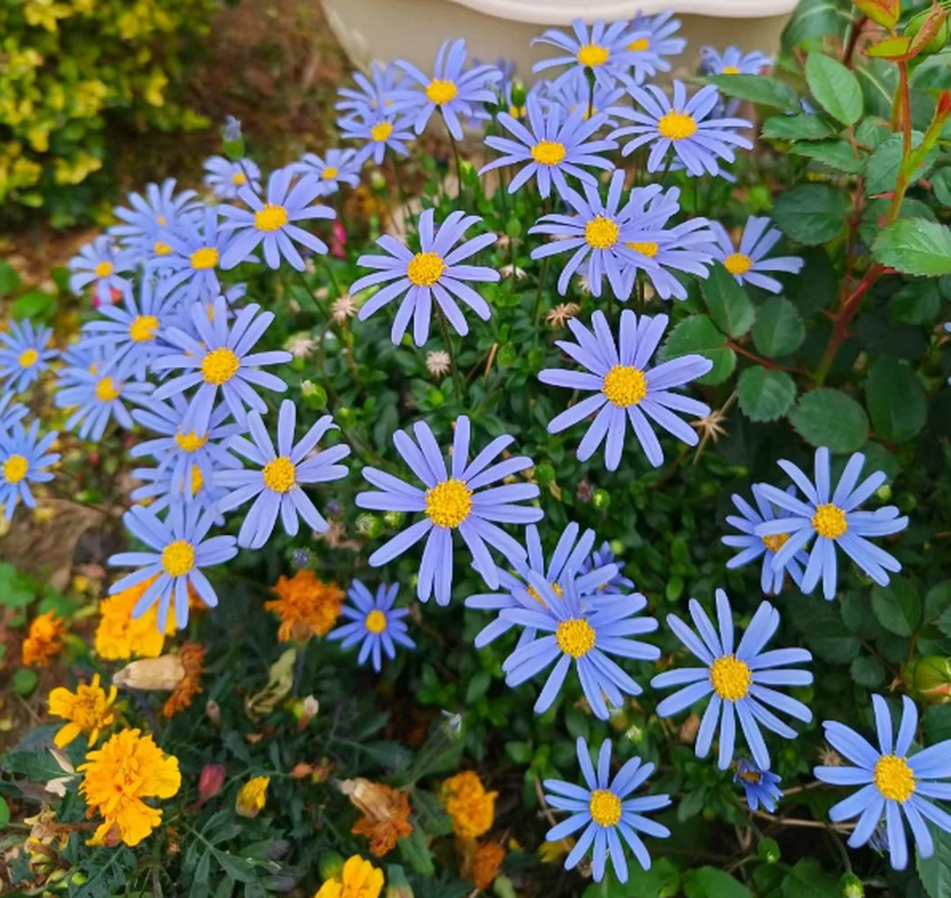 蓝色玛格丽特,也叫费利菊 蓝色花朵,花径纤长,随风飘动更加优美.