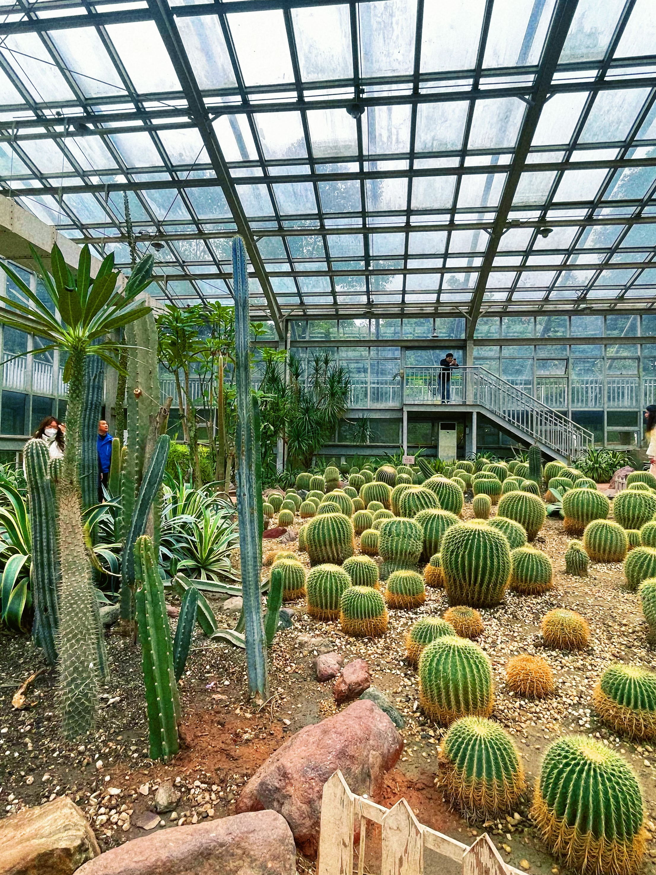 成都植物園櫻花還未成片怒放,且溜溜彎,看看其他花卉