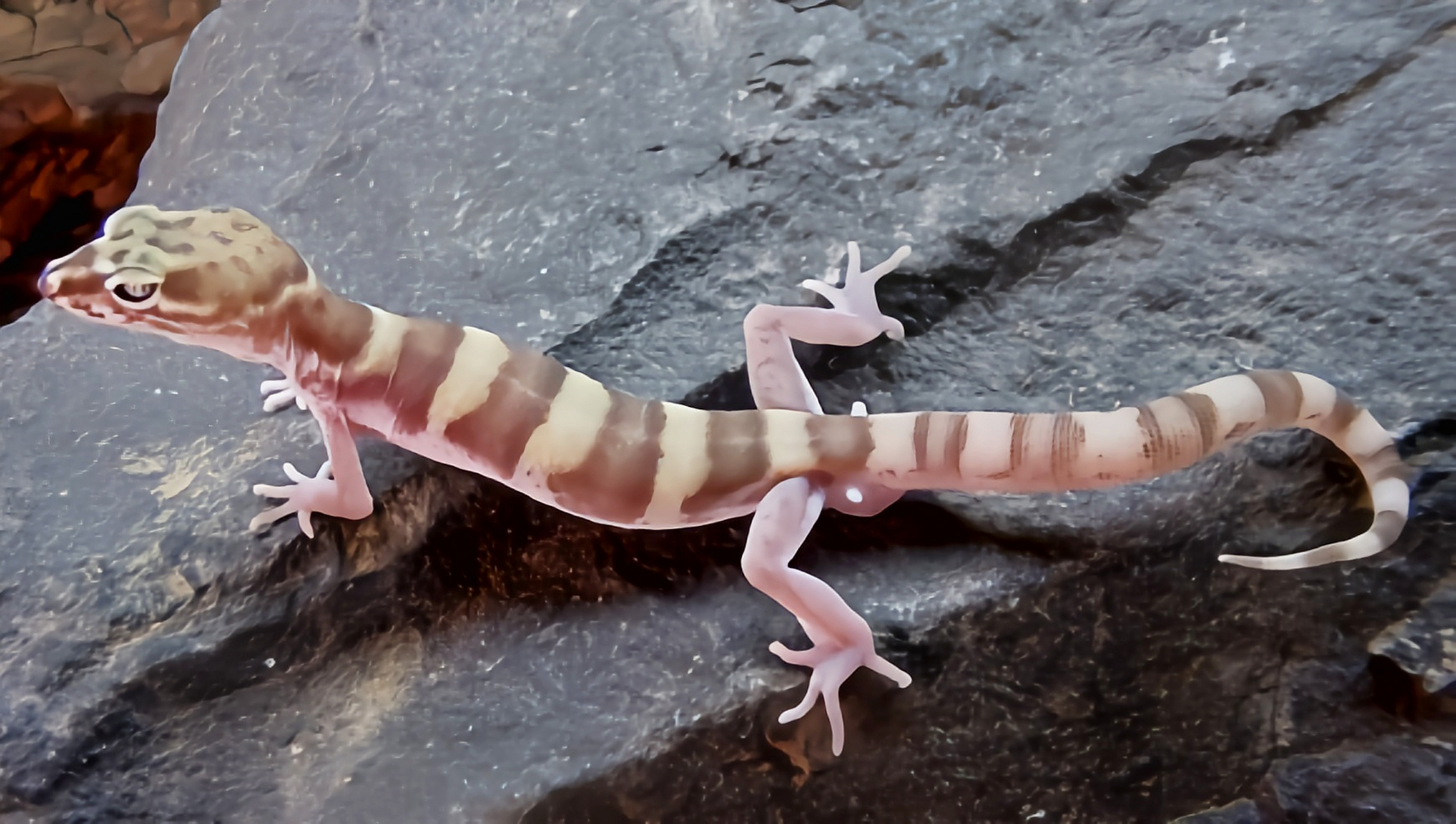 每天认识一种动物——带纹守宫 带纹守宫别名条斑壁虎,横纹鞘爪虎,原