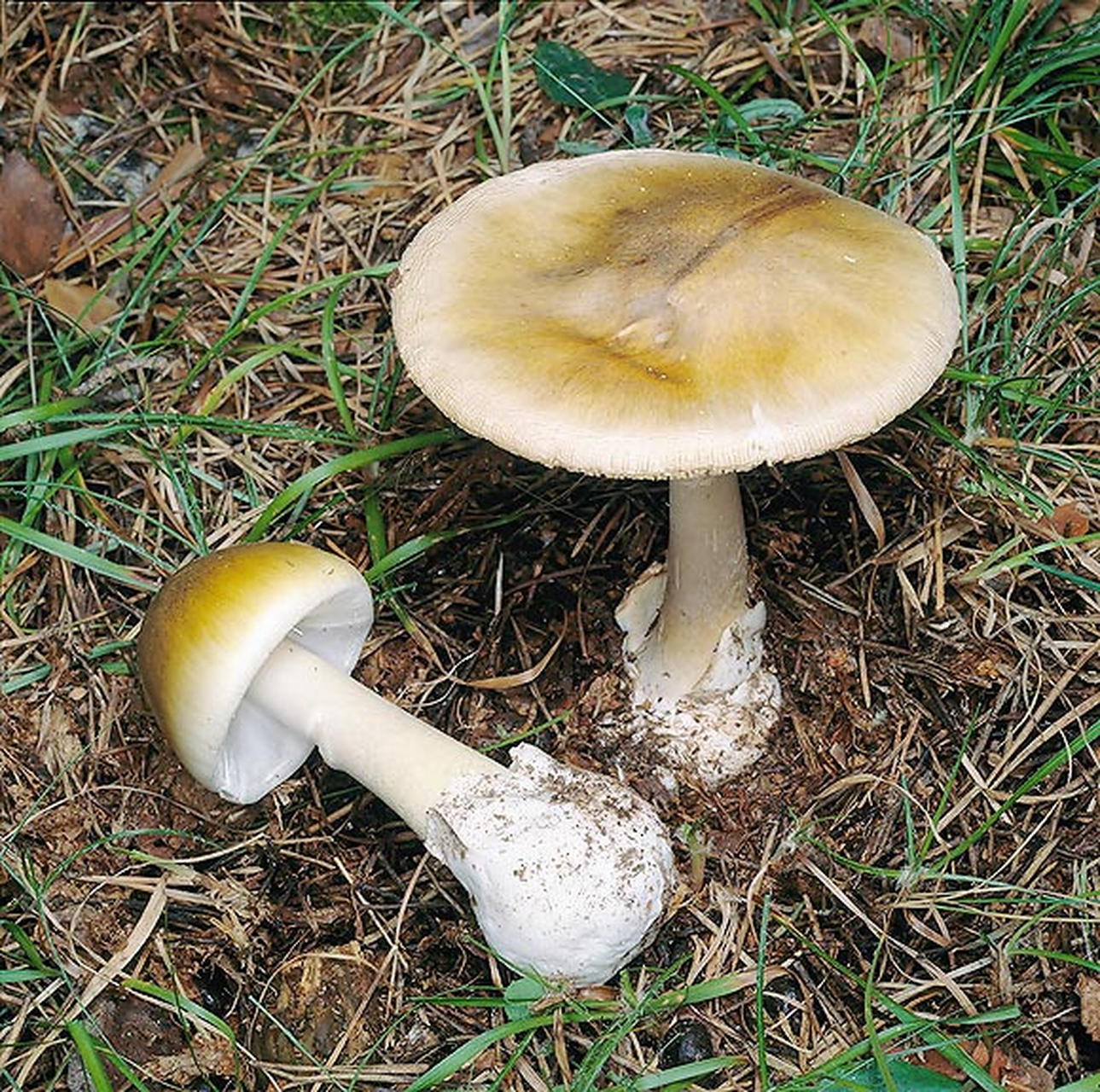 致命蘑菇