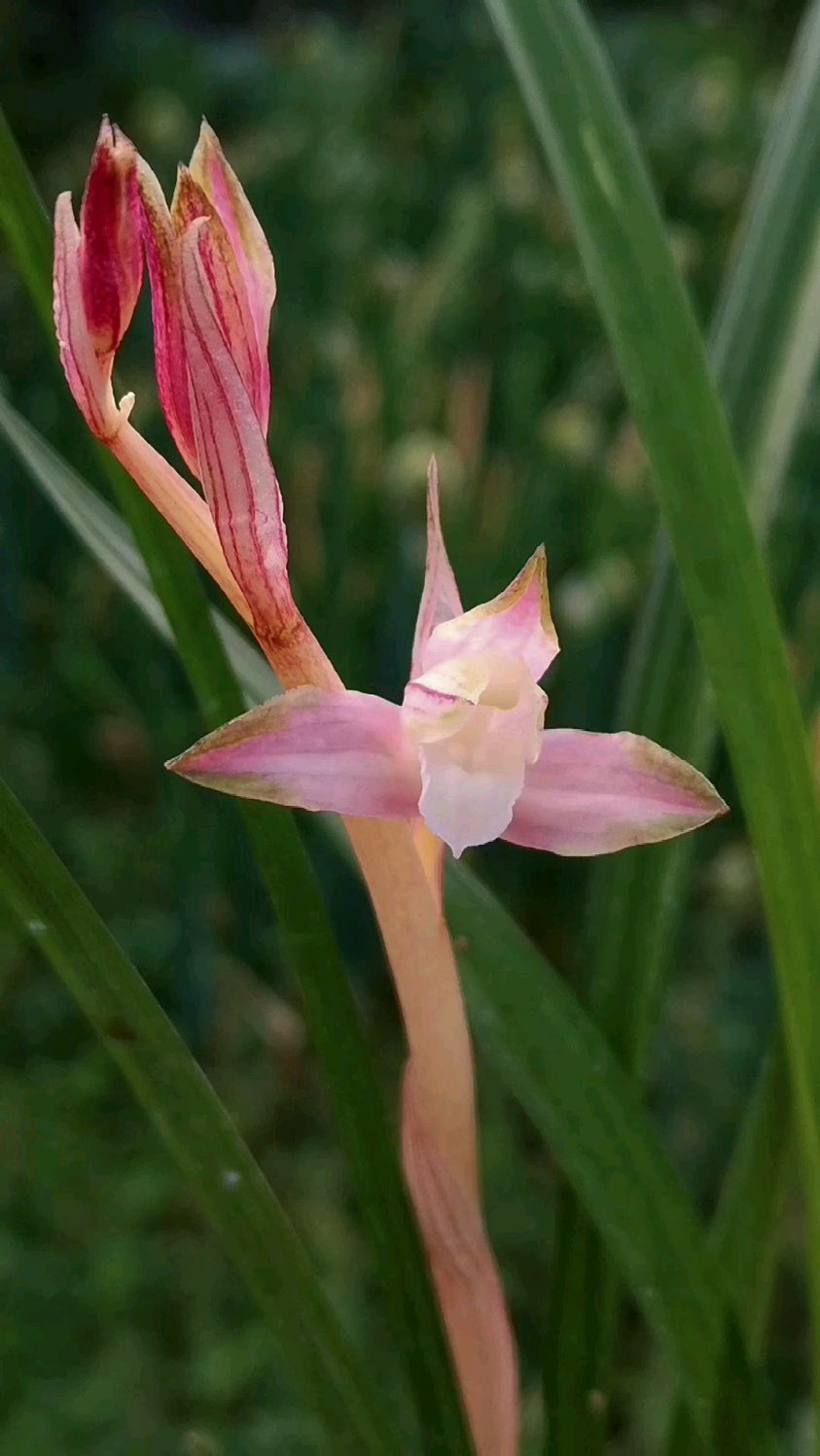 春剑双艺铭品红霞素