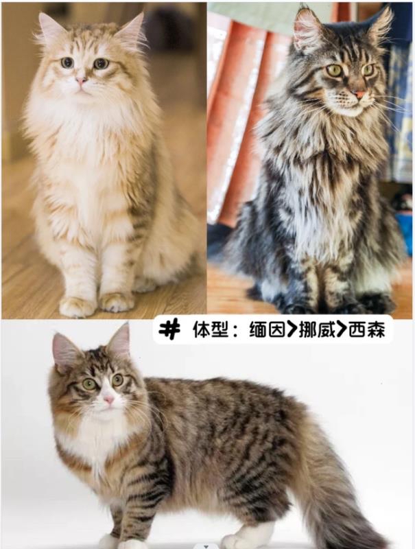 西森猫&缅因&挪威森林猫,教你区分技巧