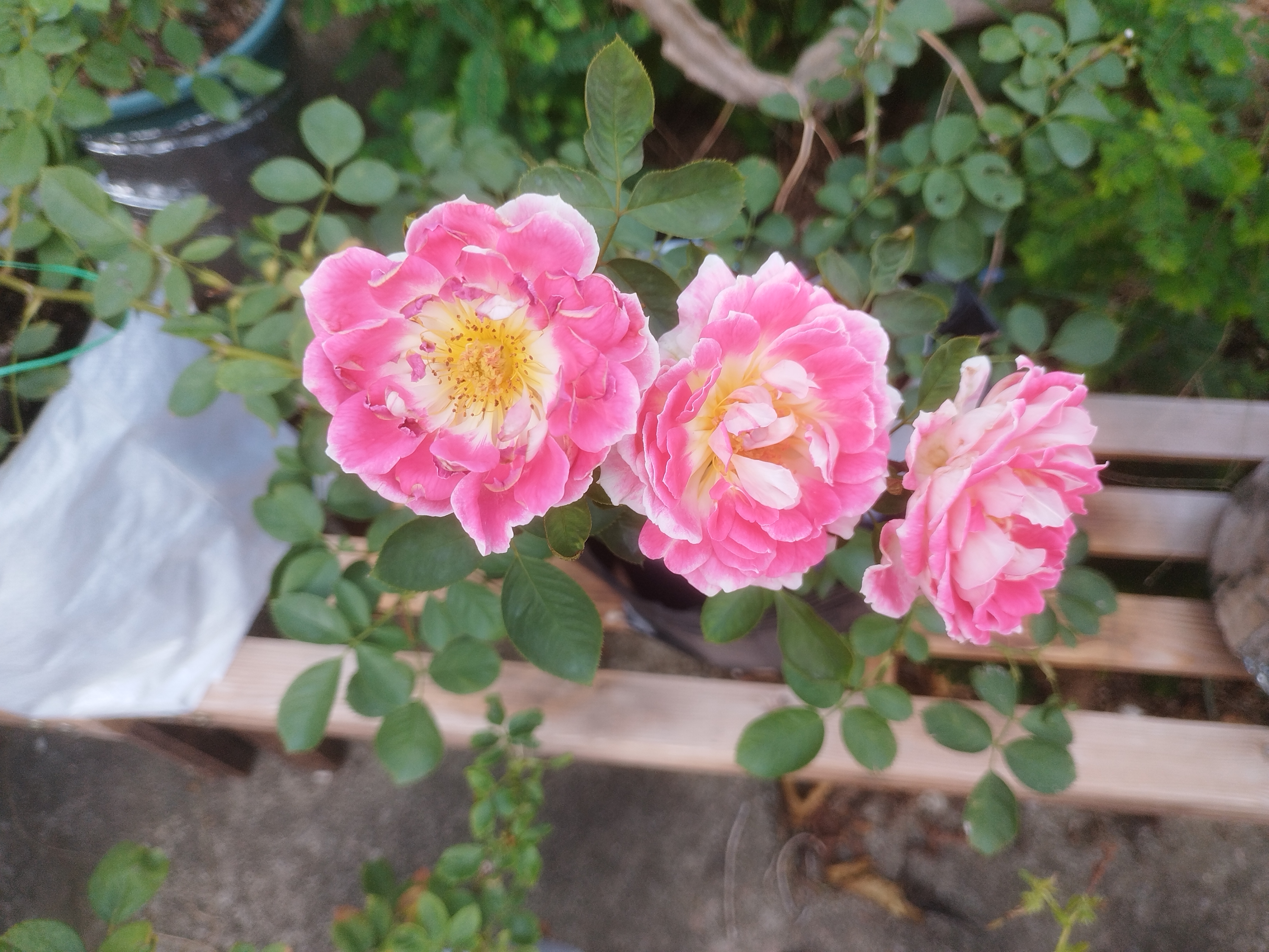 根西,月季世界一个很奇异的存在