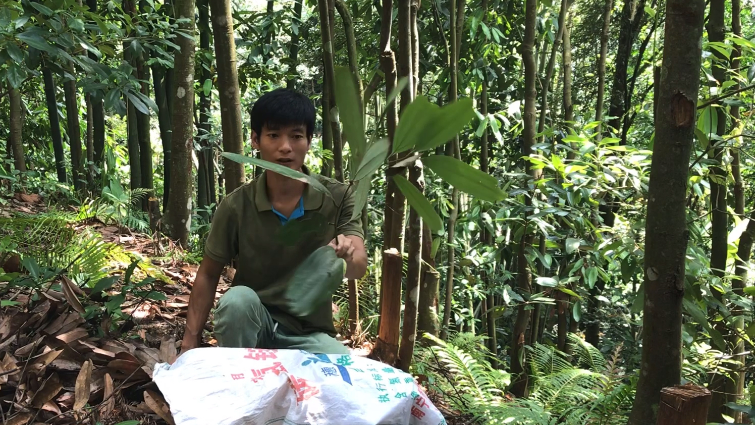 夏天树林里又热又多蚊虫,朋友托我帮找树叶,这种树叶农村没人要