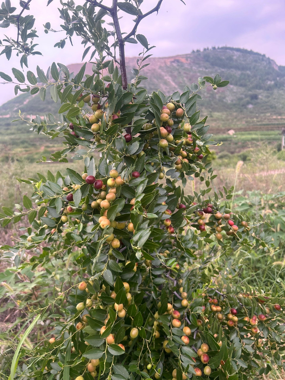 枣子的图片图片