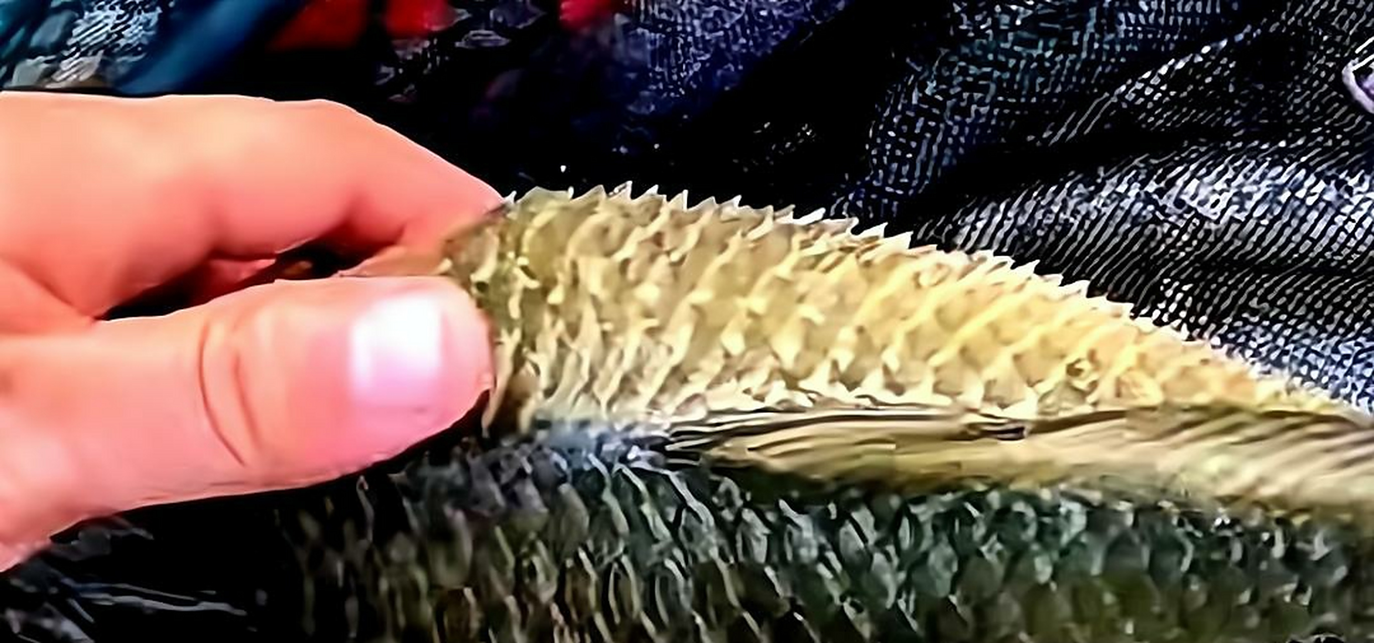 我家的鱼宝宝是不是生气了这鱼鳞都炸开了