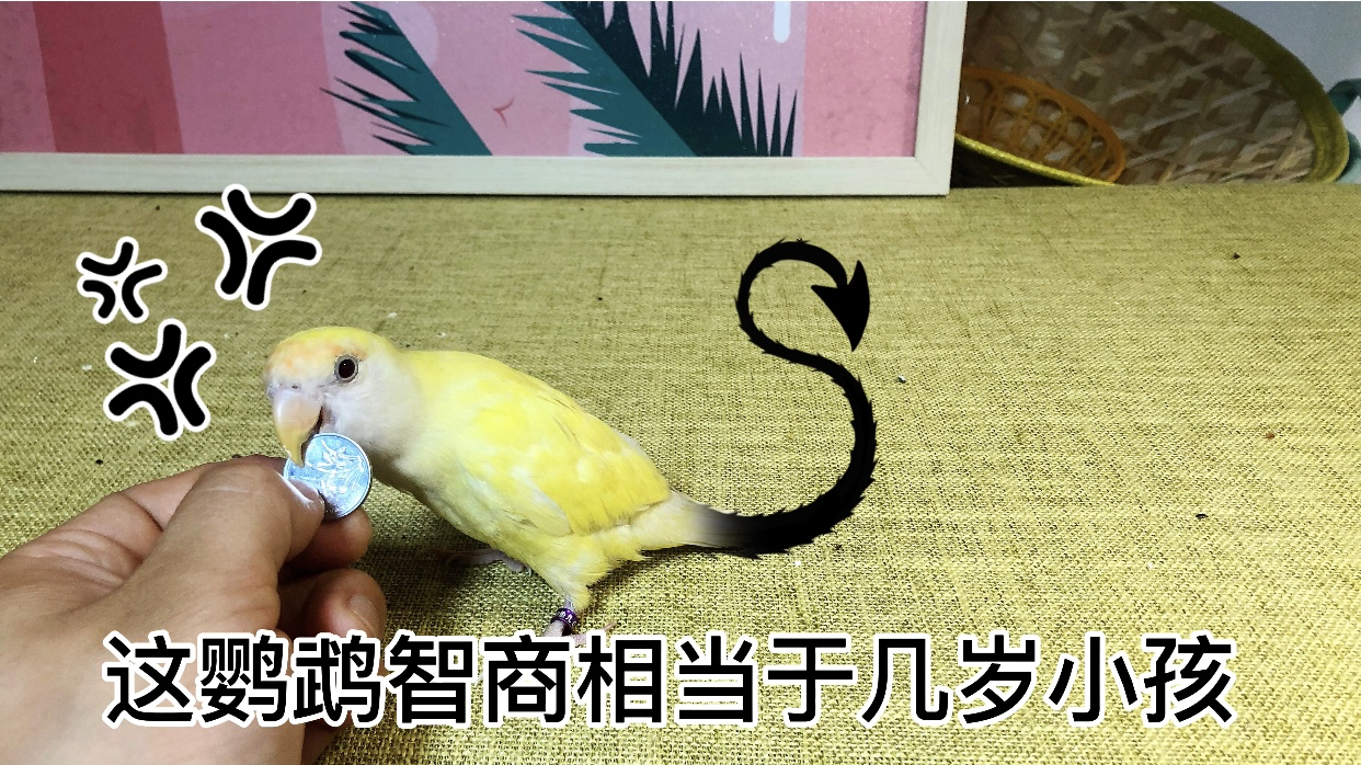 训练鹦鹉像小狗一样捡回来硬币,这智商你感觉像人类小孩几岁呢