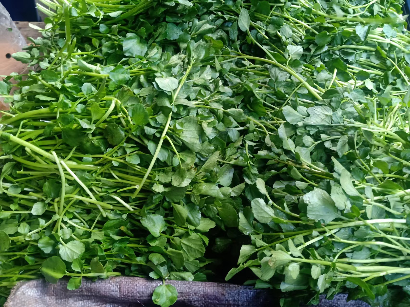 5元一斤,买了一斤尝尝鲜,味苦但西洋菜独有的香味很浓.