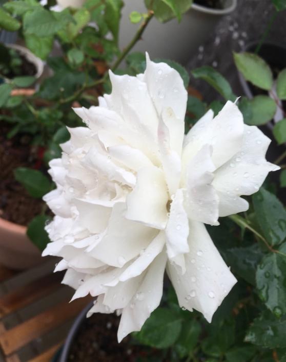 加百列月季大花浓香,值得入手的品种