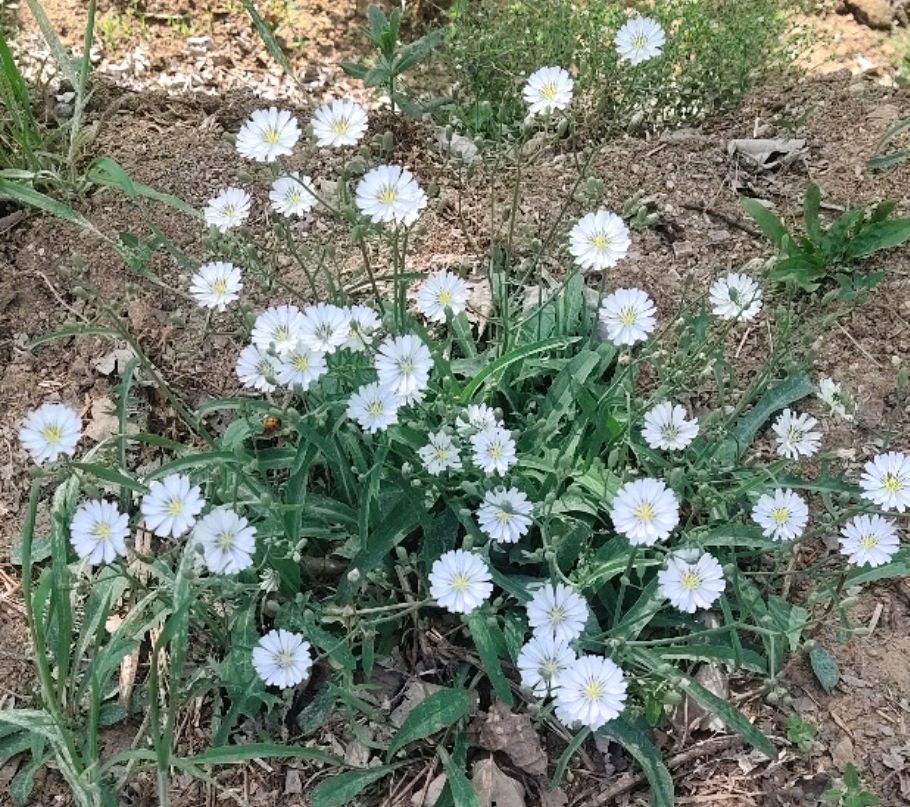 乡间道边美丽的小野花