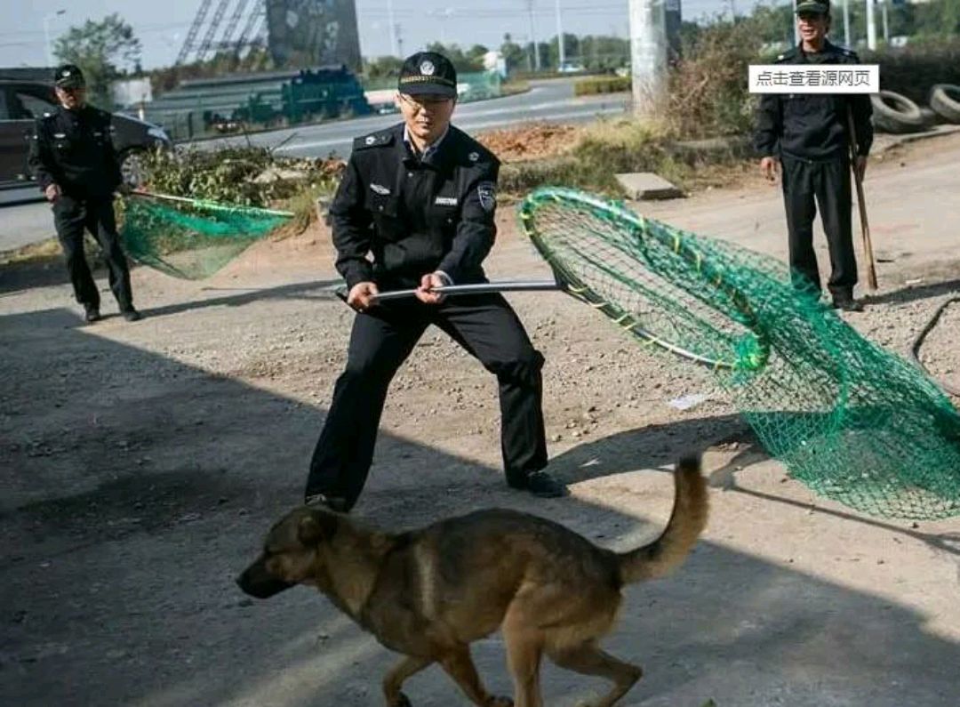女子被城管用捕狗网兜套住获赞,对城管这样的动作,绝对点赞!