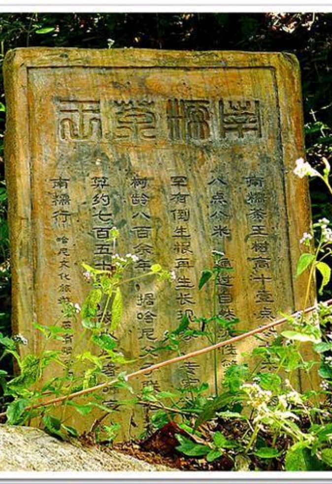 新六大茶山之南糯