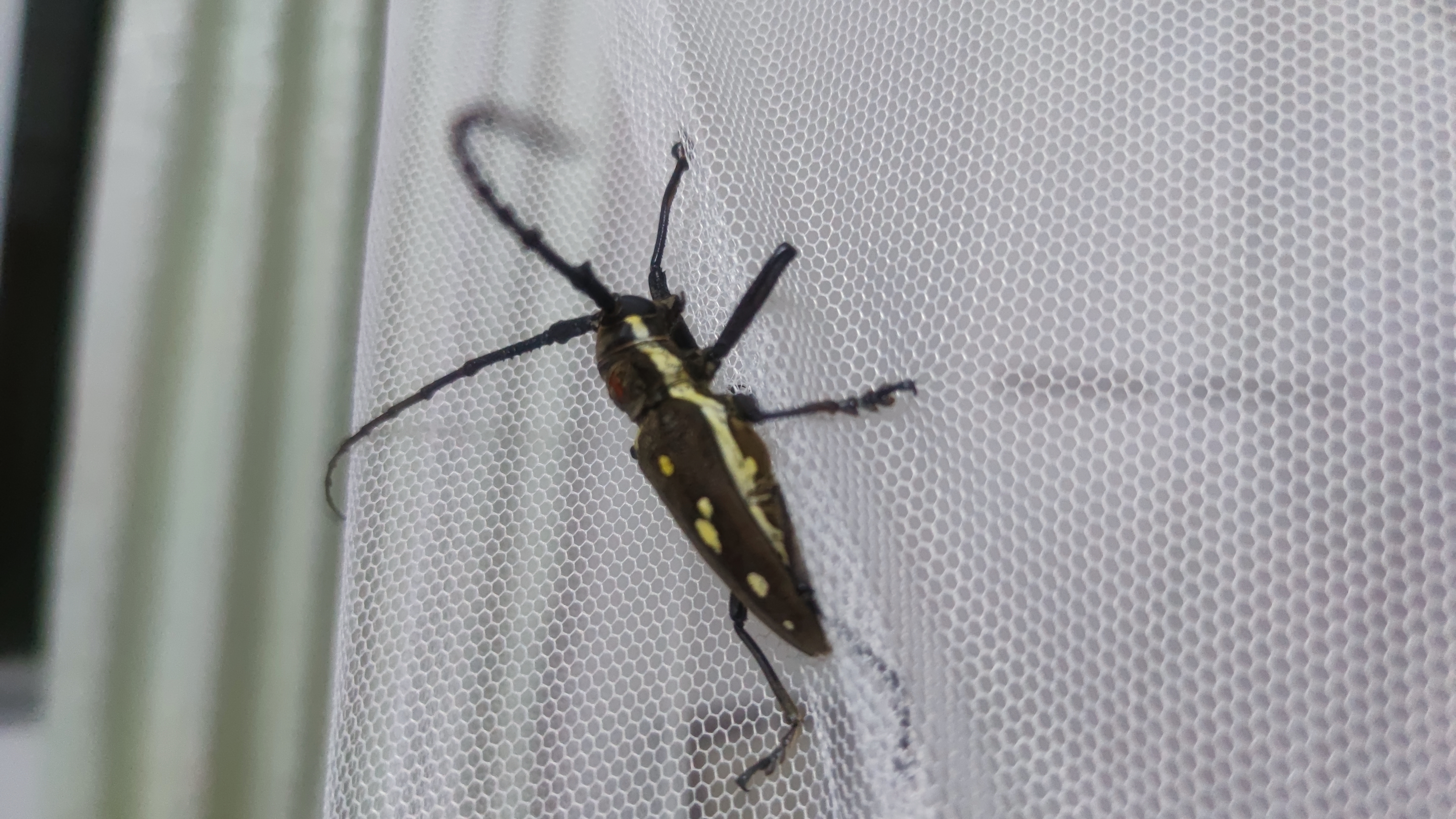 年没见过了,叫什么也不知道,小时候在农村还拿来玩,他的角尖尖长长的