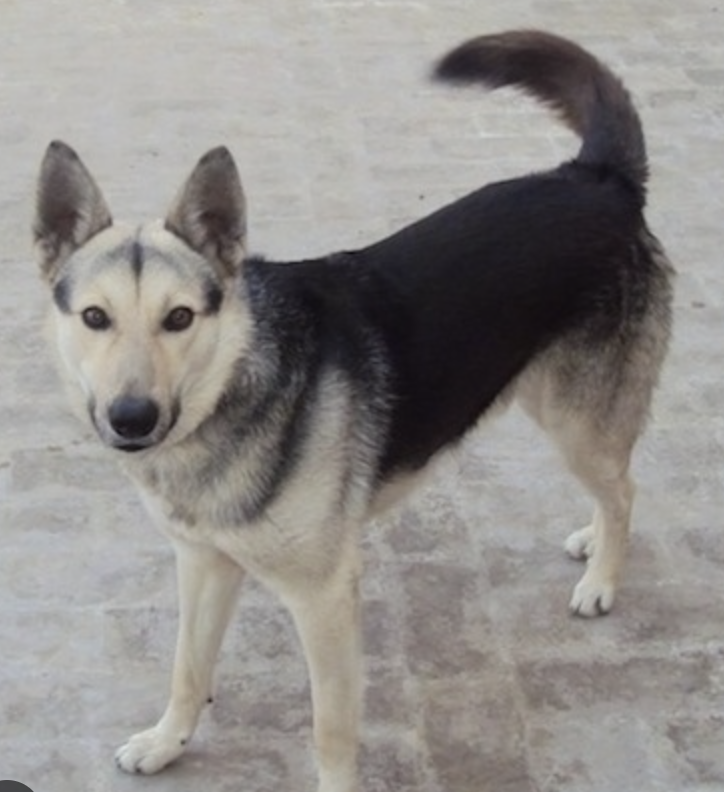 狗狗品种大全之巴基斯坦牛头梗,巴基斯坦獒犬,巴基斯坦牧羊犬