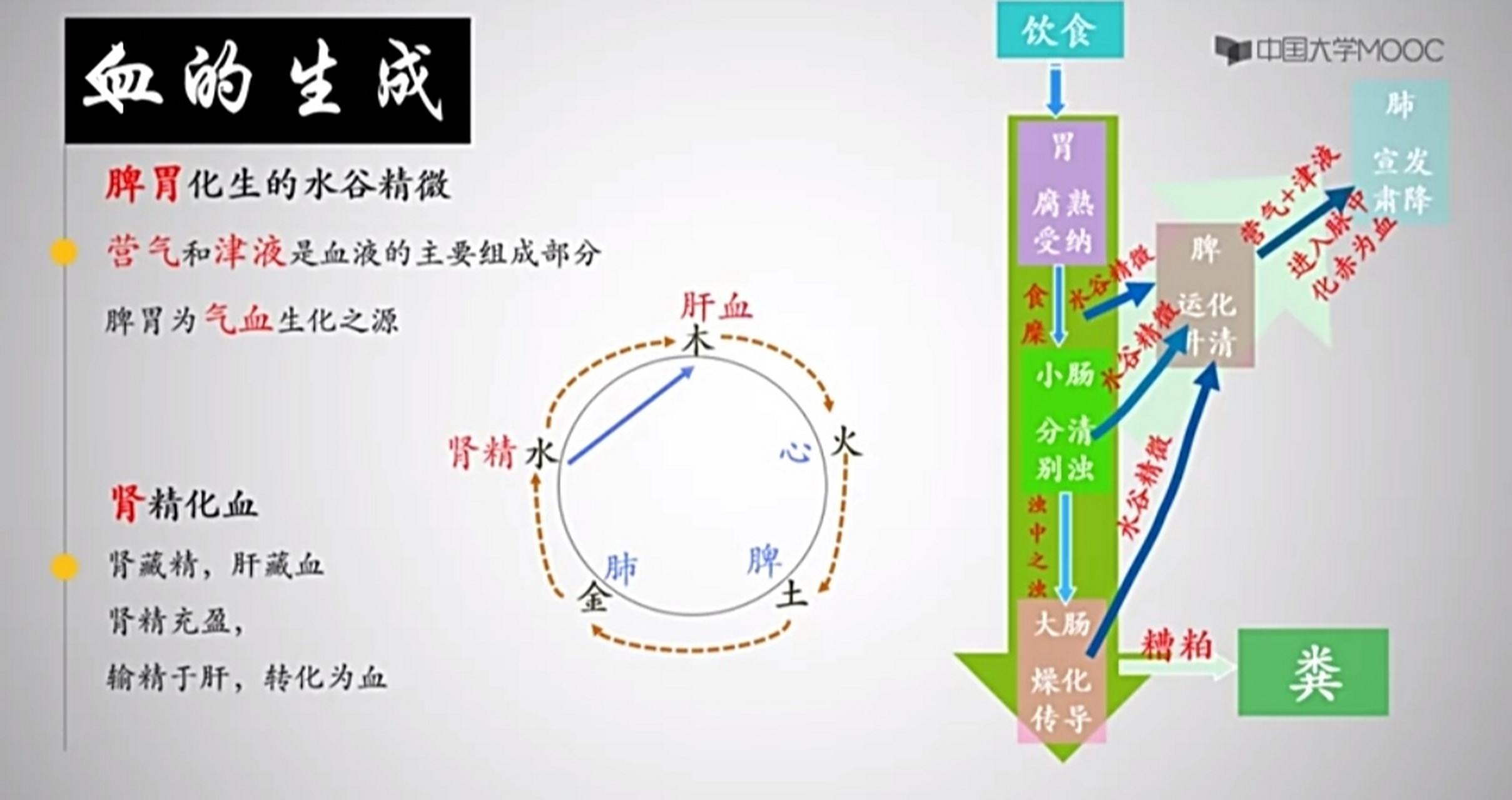 中医"血"的生成