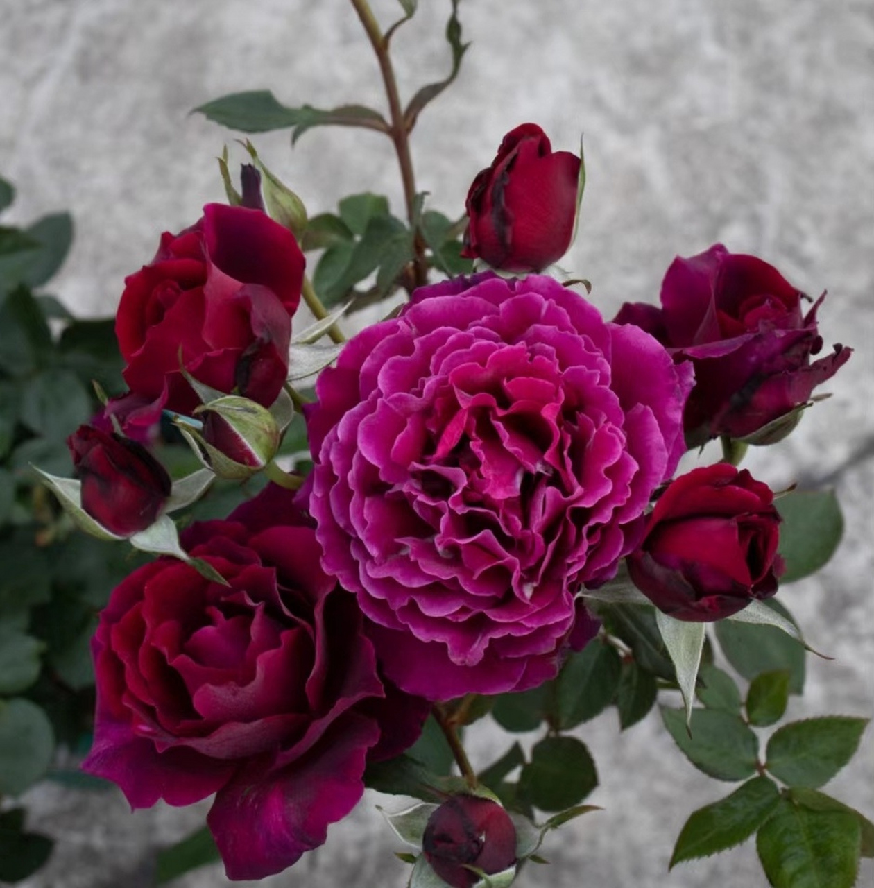 活泼的正统美[小红花]——红丘(天家胭脂) [摊手]红色月季中最有特色