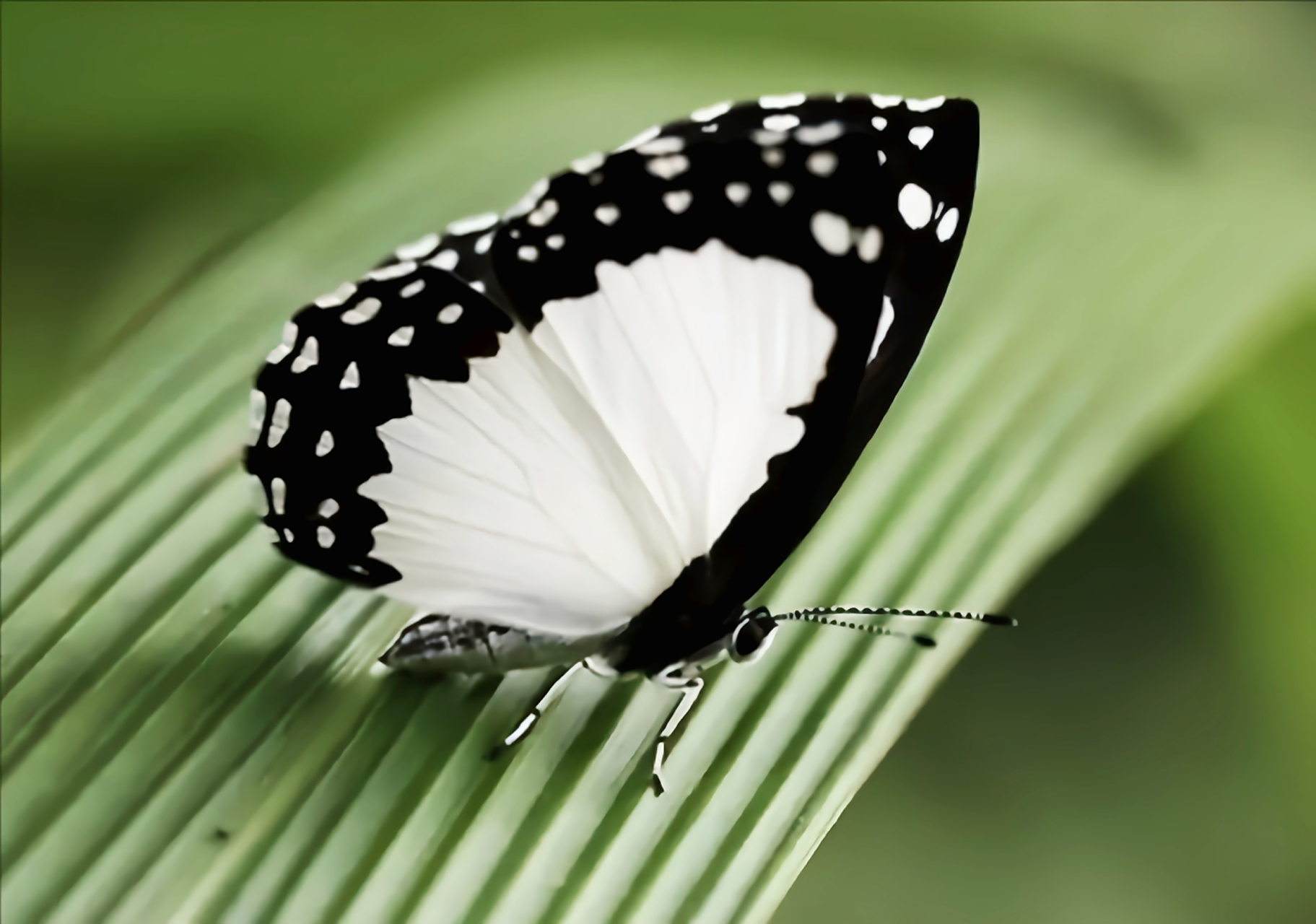 每天认识一种昆虫——白蚬蝶 白蚬蝶是一种小型蝴蝶,成虫翅展3.7—4.