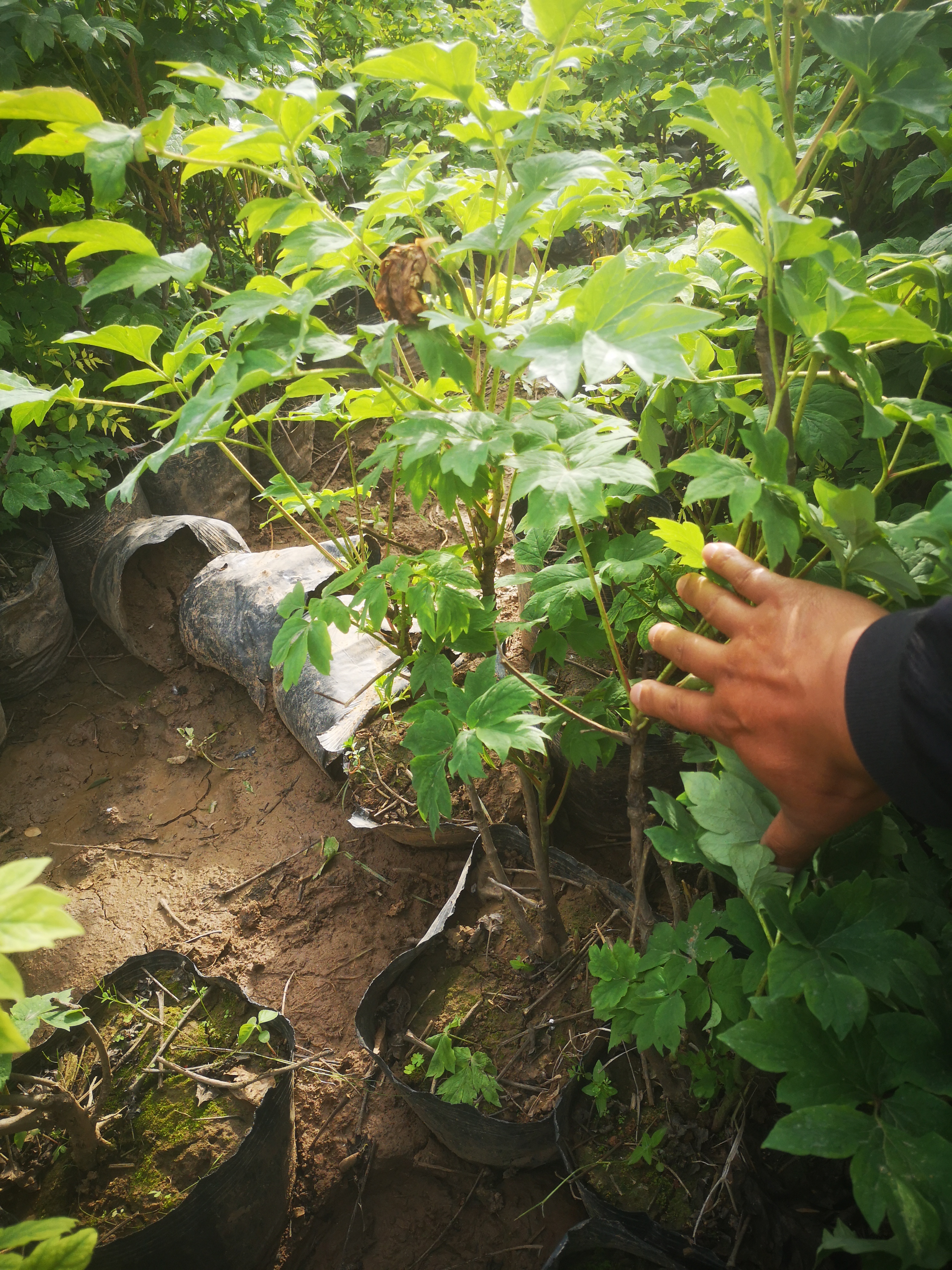 陕西牡丹花苗种植户 西安观赏牡丹基地周至牡丹盆栽苗3