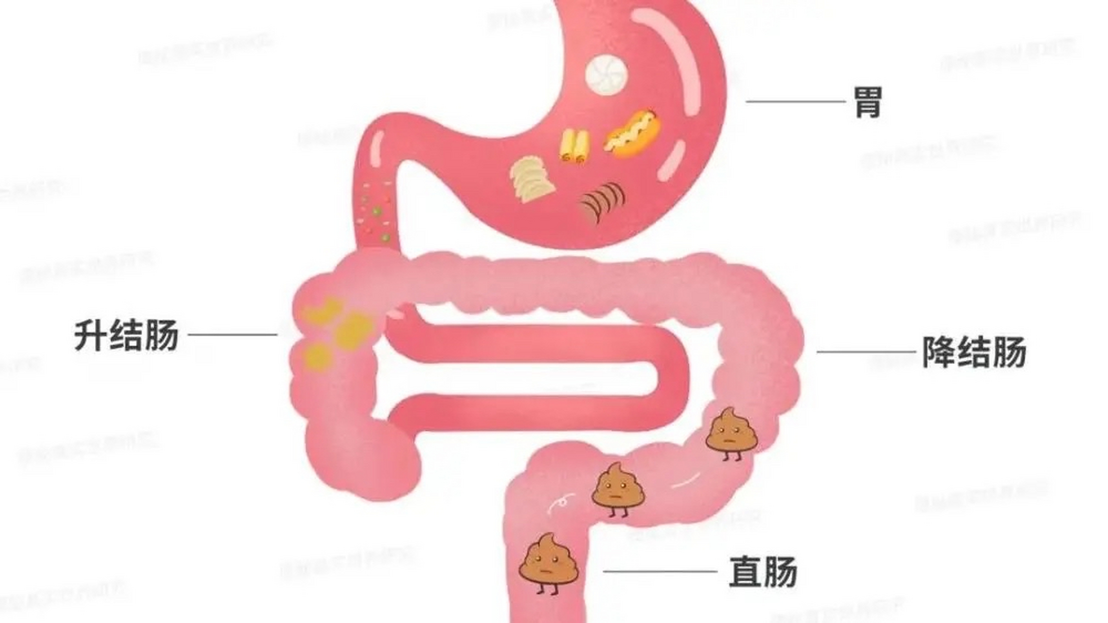 长期久坐不动,肠道蠕动会减弱,减慢,粪便中的有害成分包括致癌物在