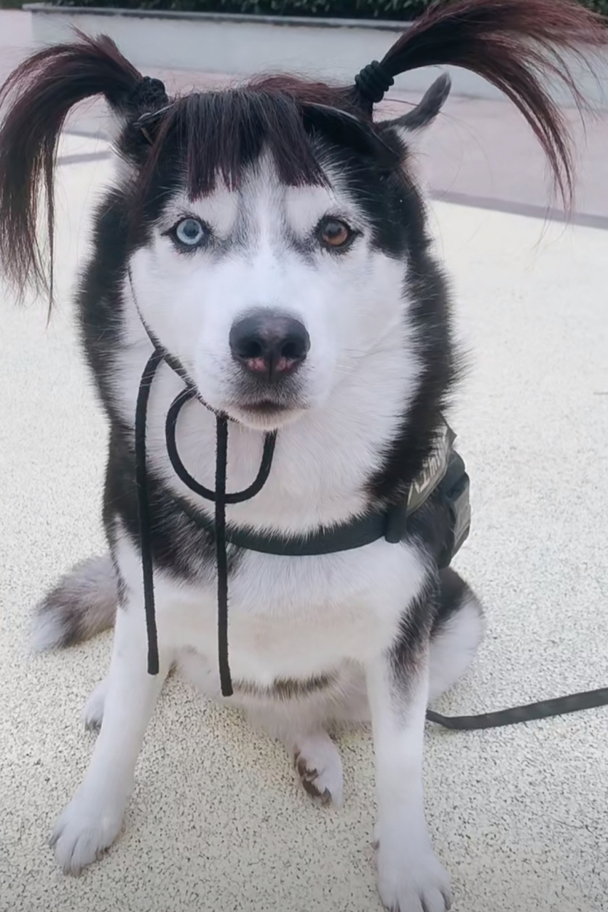 哈士奇扎小辫还是挺漂亮的!