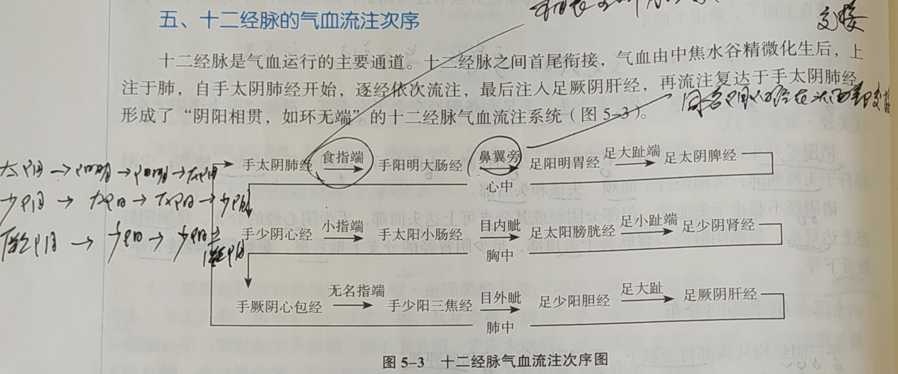 12经脉流注次序图片