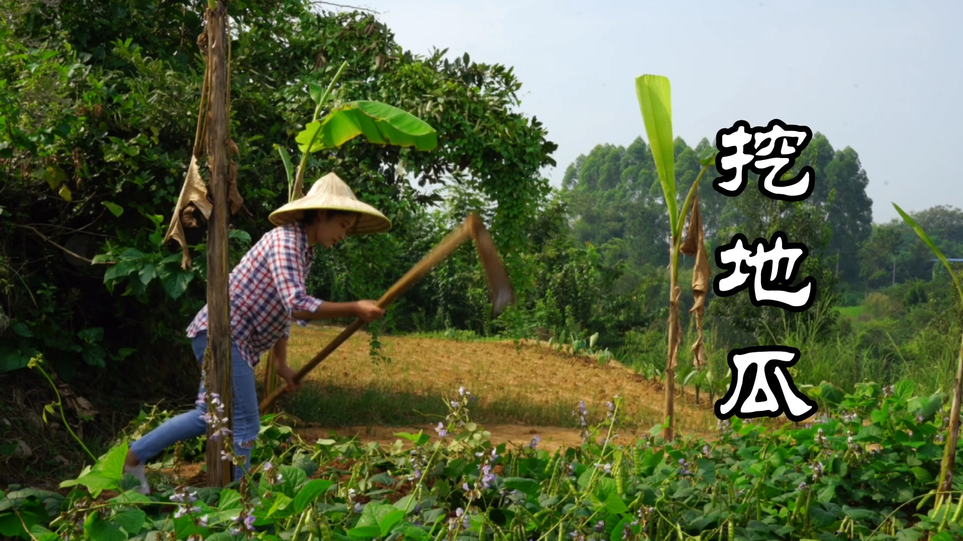 四川妹子上山挖地瓜,炒个地瓜肉片,味道真鲜甜,你吃过吗?