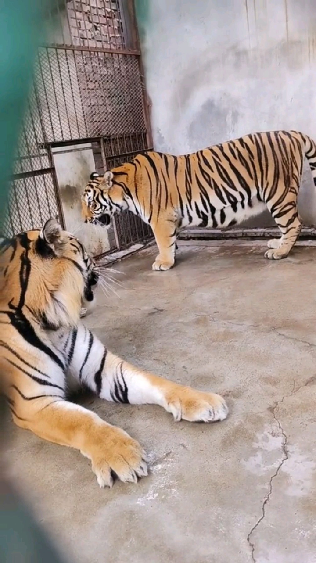 一山不容二虎.除非一公一母