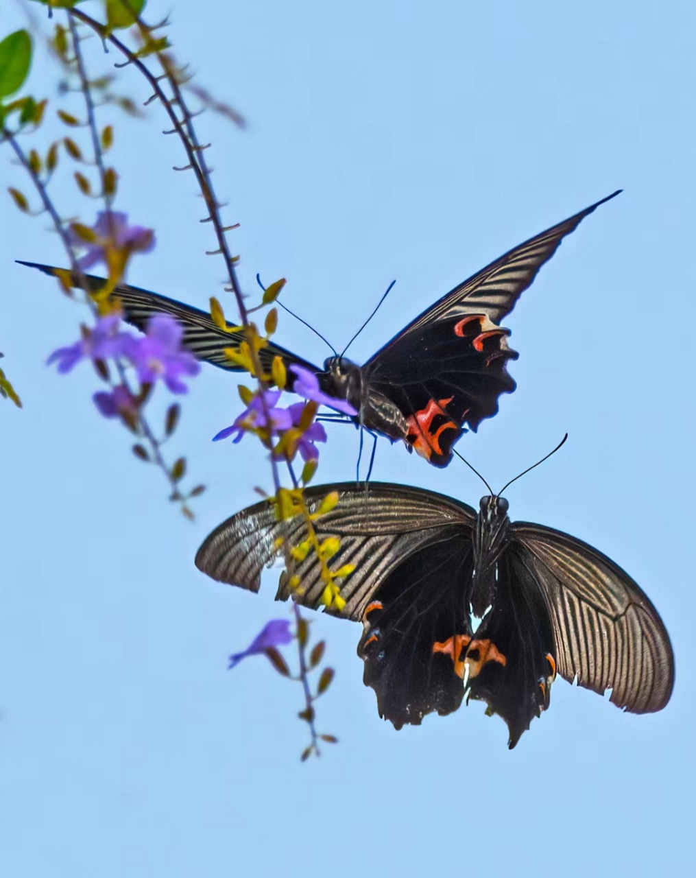 【比翼双飞的蓝美凤蝶】    蝴蝶通常被视为:    吉祥,美好和自由的