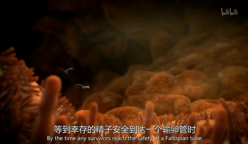 "妈妈,精子是如何进入你的身体?
