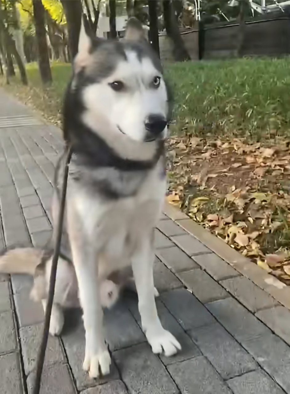 哈士奇:别看我,我什么都不知道!