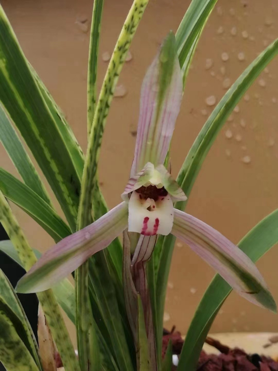 春兰 吻仔鱼 带花