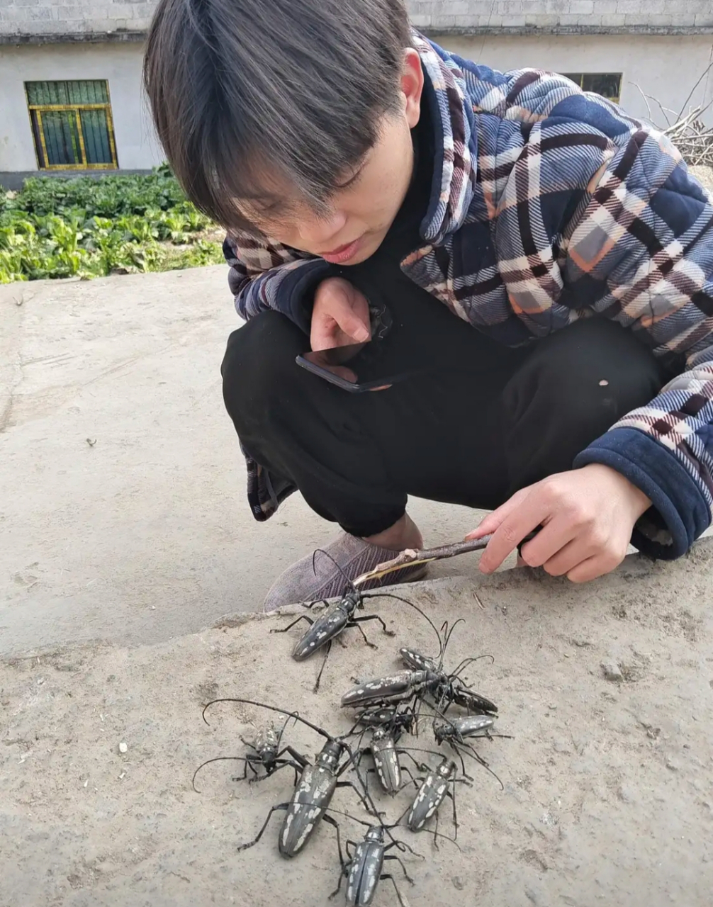 核桃树上发现的昆虫,有人知道叫什么名字吗?