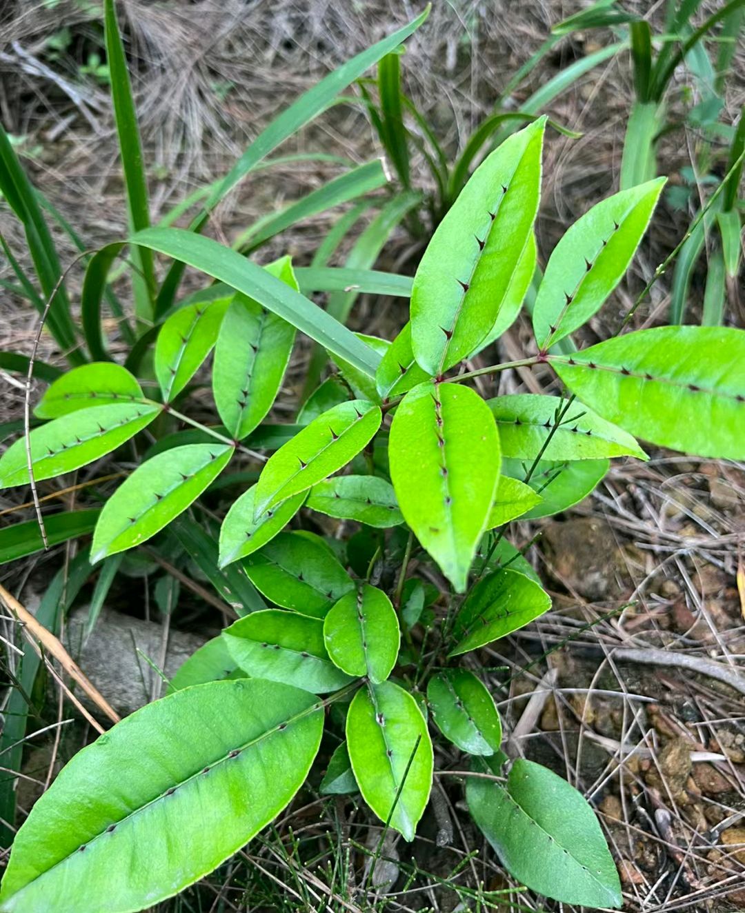 又一明星植物:两面针