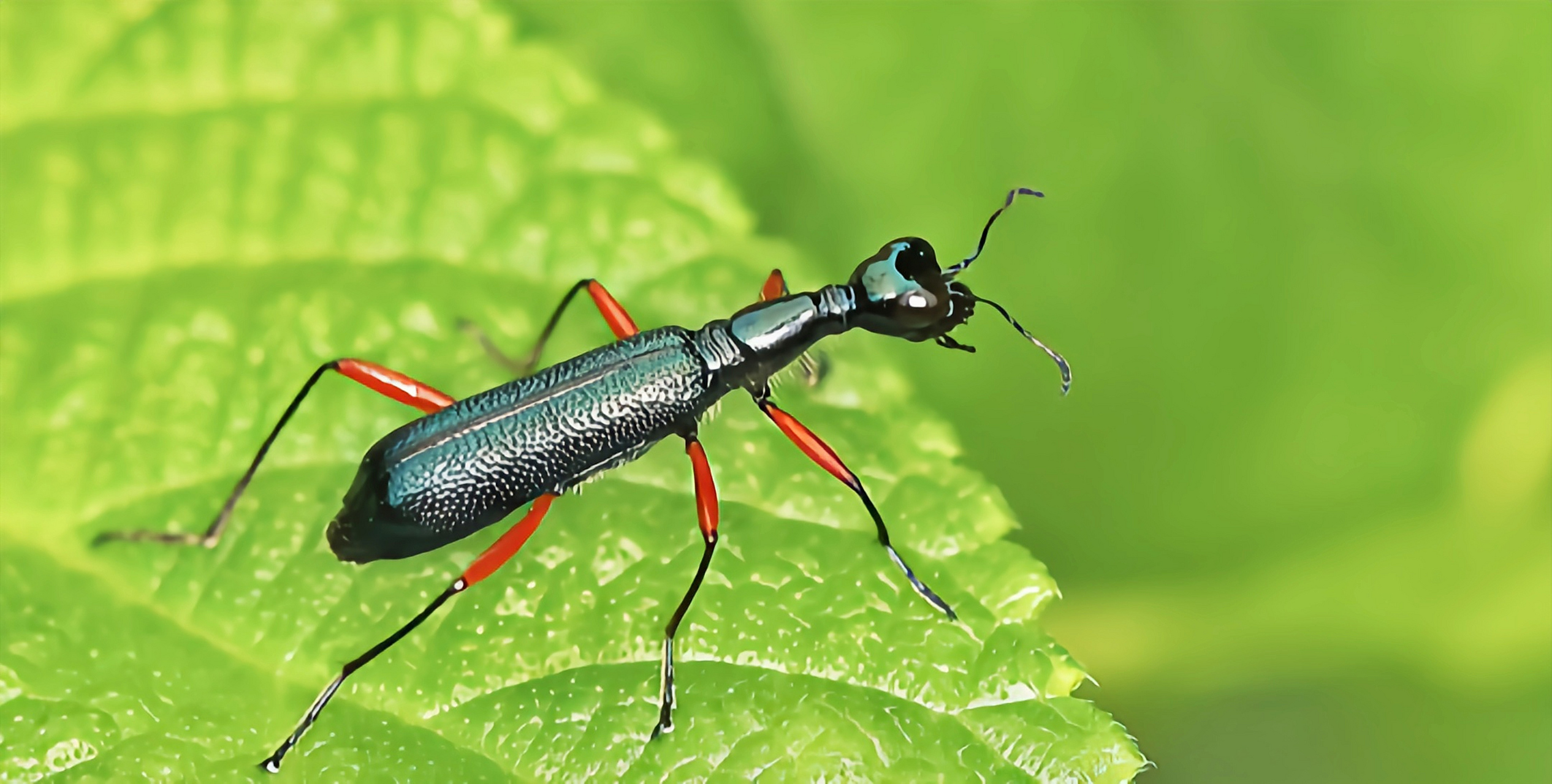 每天认识一种昆虫——光背树栖虎甲 光背树栖虎甲是一种比较常见的树