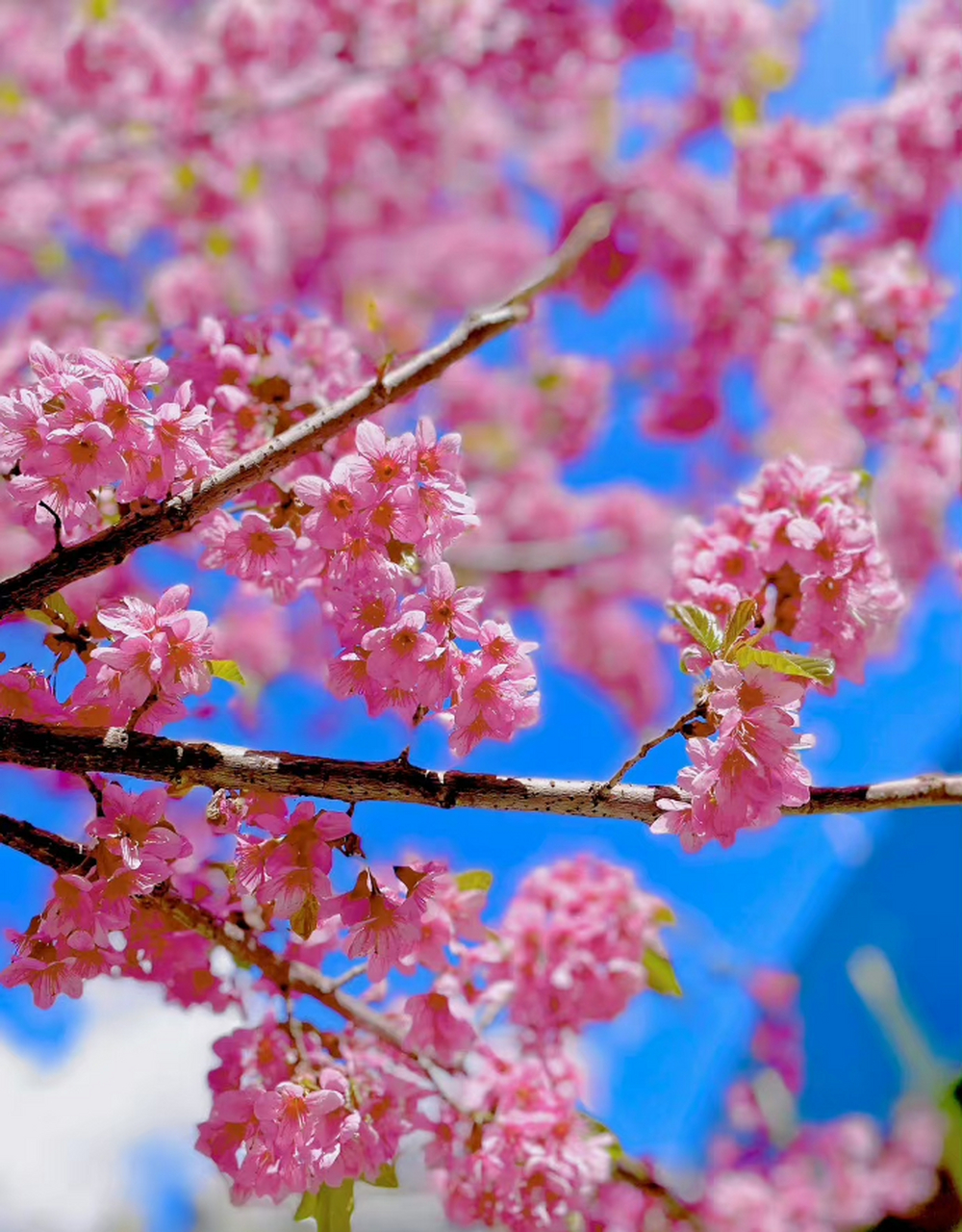 满树烂漫胜仙景,如云似霞众90夸,努力做一个积极向上的人,在阳光下