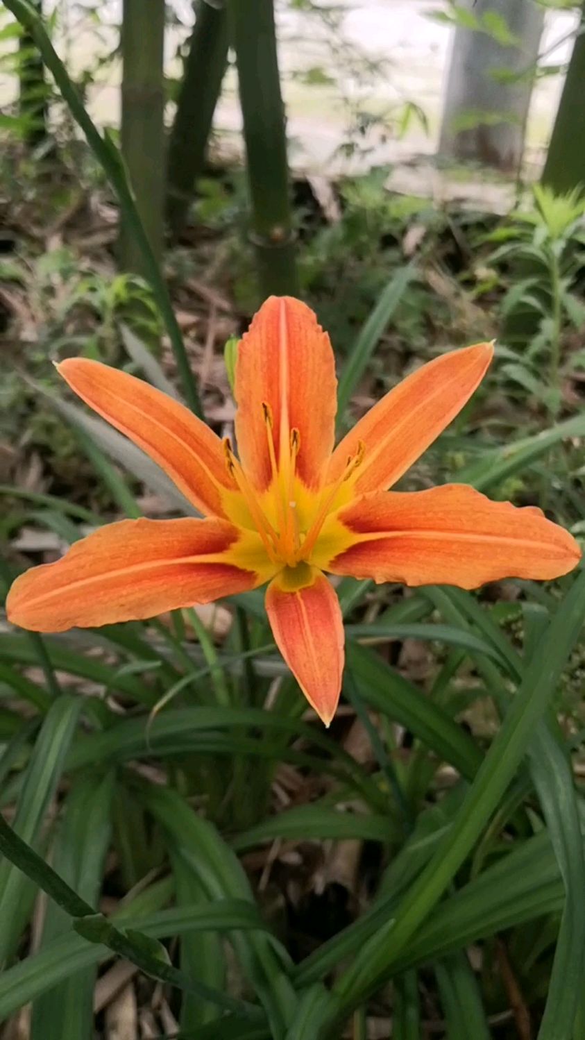 这个季节,农村的红花菜都开了,有吃过的朋友吗